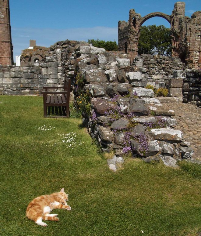 cat amid ruins